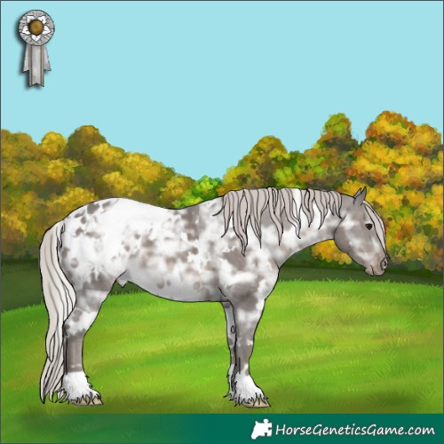 Horse Color:White Spotted Silver Black Ice Appaloosa 
