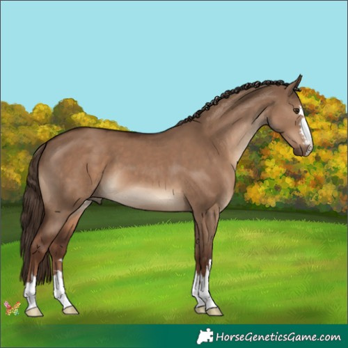 Horse Color:Liver Red Dun 