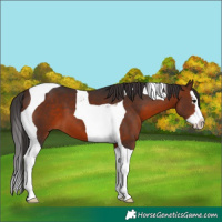 Horse Color:Bay Splash Tobiano