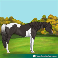 Horse Color:Liver Chestnut Tobiano 