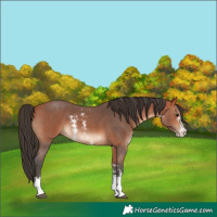 Horse Color:Bay Sabino 