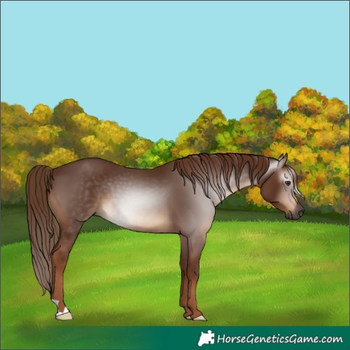 Horse Color:Gray Chestnut