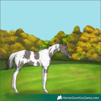 Horse Color:White Spotted Grullo Tobiano Varnish Brindle 