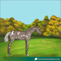 Horse Color:White Spotted Silver Grullo Brindle 