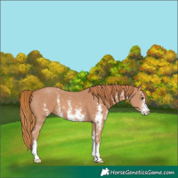 Horse Color:Chestnut Sabino 