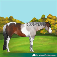 Horse Color:White Spotted Brown Tobiano 