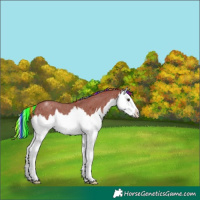 Horse Color:Painted Chocolate Palomino Roan Sabino Splash 