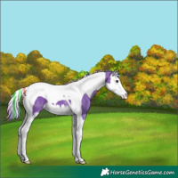 Horse Color:Painted Watercolor Liver Chestnut Splash Tobiano