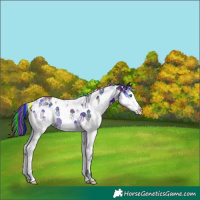 Horse Color:Painted Nacre Black Splash Tobiano Appaloosa 