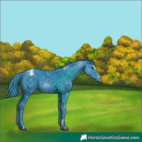 Horse Color:Watercolor Black Sabino Snowflake Varnish