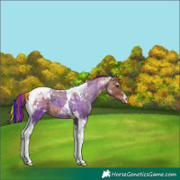 Horse Color:Painted Red Roan Tobiano Appaloosa 
