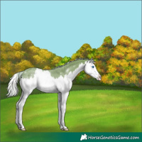 Horse Color:Watercolor Chocolate Palomino Sabino Splash Appaloosa 