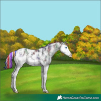Horse Color:Painted Nacre Black Sabino Splash Appaloosa 