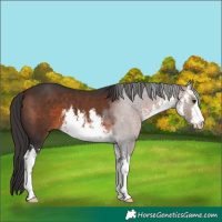 Horse Color:White Spotted Bay 