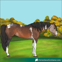 Horse Color:White Spotted Bay Tobiano 