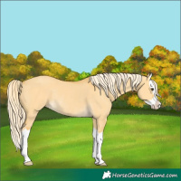 Horse Color:Palomino Dun Splash Rabicano 