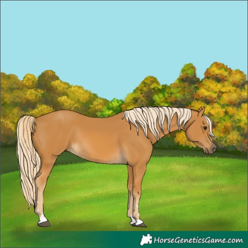 Horse Color:Palomino Rabicano 