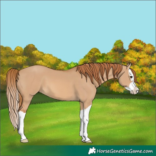 Horse Color:Red Dun Splash