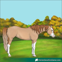 Horse Color:Red Dun Splash 