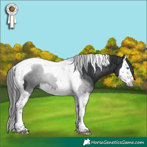Horse Color:Black Splash Tobiano 