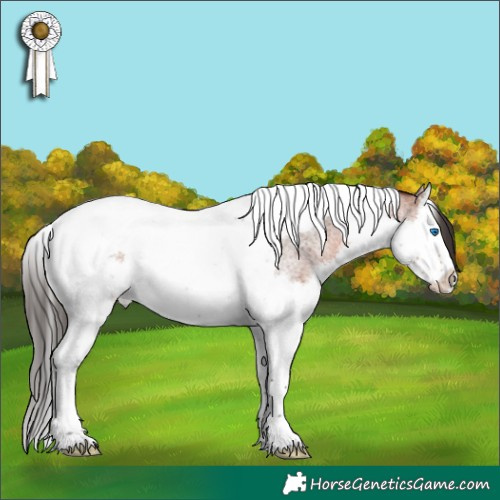 Horse Color:Bay Roan Splash Tobiano 