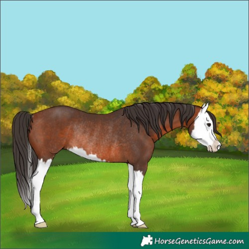 Horse Color:Bay Splash Rabicano 