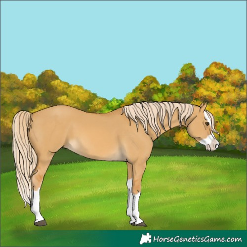 Horse Color:Palomino Dun Splash 