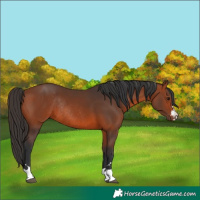 Horse Color:Bay Rabicano 