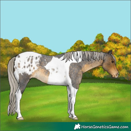 Horse Color:Silver Buckskin Roan Tobiano Appaloosa 
