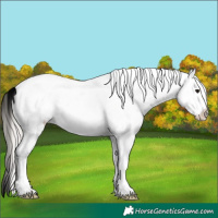 Horse Color:White Spotted Silver Black 