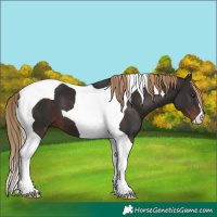 Horse Color:Liver Chestnut Tobiano 