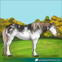 Horse Color:White Spotted Liver Chestnut Varnish 