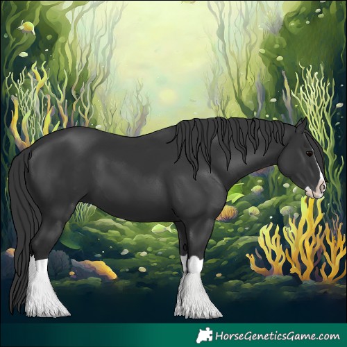 Horse Color:Black Splash