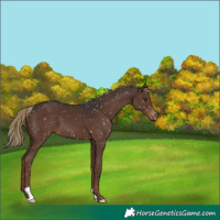 Horse Color:Liver Chestnut Appaloosa