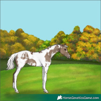 Horse Color:White Spotted Silver Grullo Tobiano Appaloosa Brindle