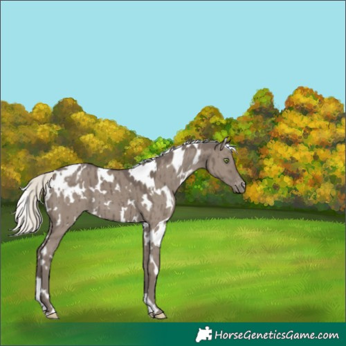 Horse Color:White Spotted Silver Grullo Appaloosa Brindle