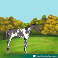 Horse Color:White Spotted Grullo Varnish Brindle
