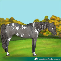 Horse Color:White Spotted Grullo Appaloosa