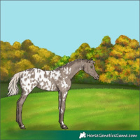 Horse Color:White Spotted Silver Grullo Near Leopard Brindle
