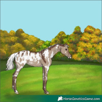 Horse Color:White Spotted Silver Grullo Appaloosa 