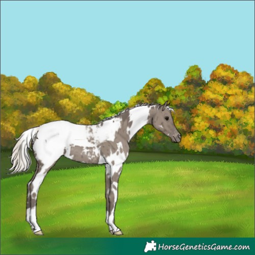 Horse Color:White Spotted Silver Grullo Appaloosa Brindle 