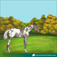 Horse Color:White Spotted Silver Grullo Appaloosa