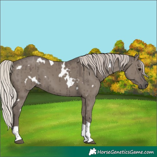 Horse Color:White Spotted Silver Grullo Tobiano Brindle 