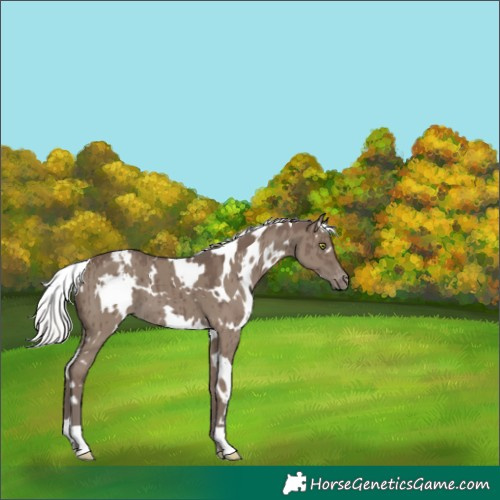 Horse Color:White Spotted Silver Grullo Varnish Brindle
