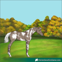 Horse Color:White Spotted Silver Grullo Varnish Brindle
