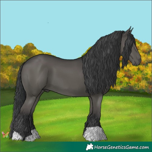 Horse Color:Black 