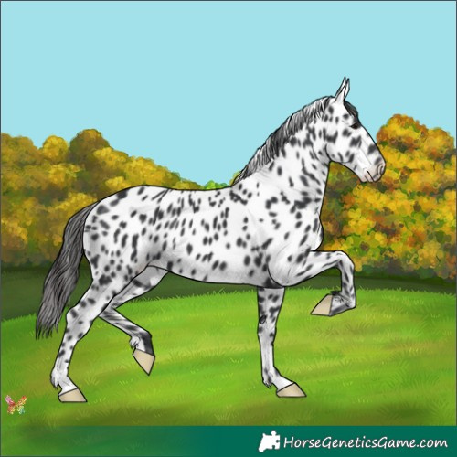 Horse Color:Black Appaloosa 