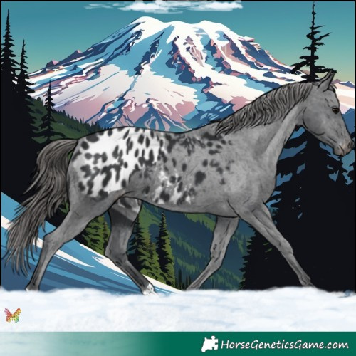 Horse Color:Black Appaloosa 