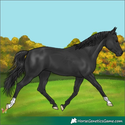 Horse Color:Black 