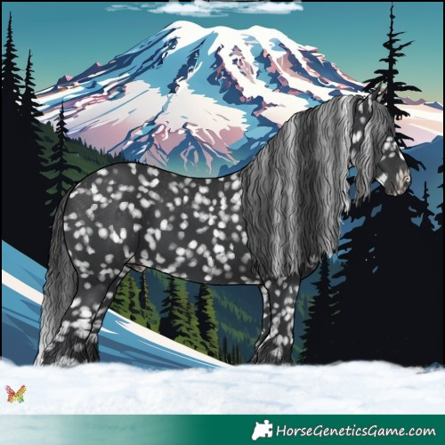Horse Color:Black Appaloosa 
